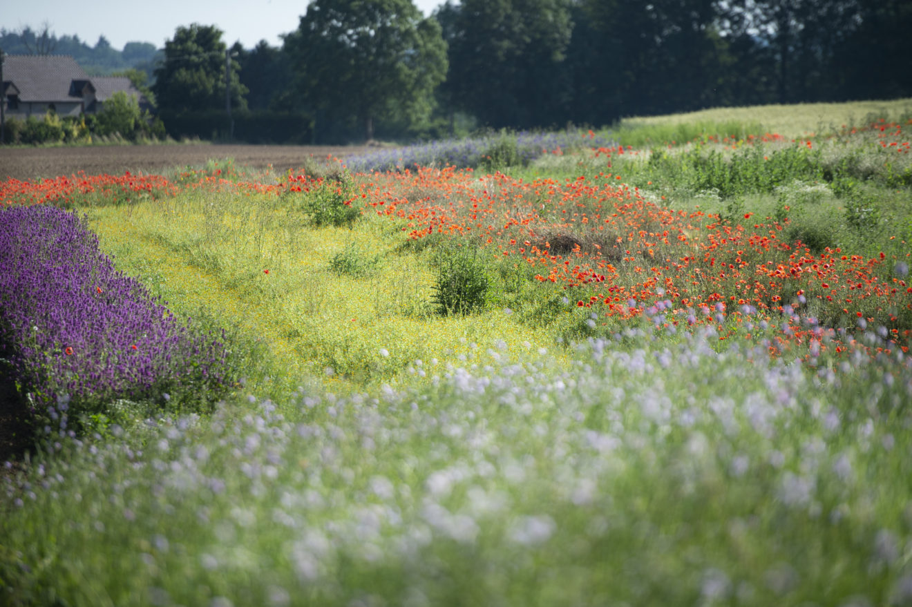 Gouvernance des mesures agro-environnementales – une revue systématique de la littérature